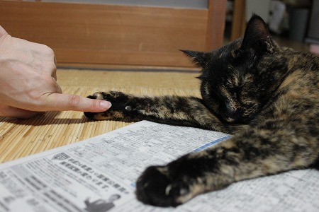 あしたにゃ