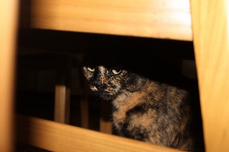 かくれるとこ?