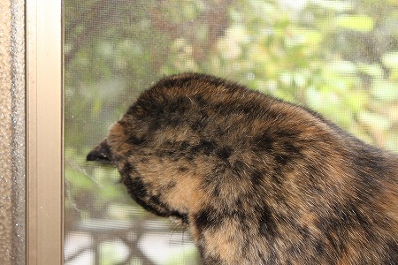 ぼつにゃぱしゃ