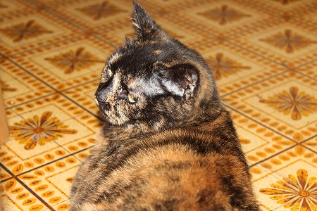 まださきにゃ