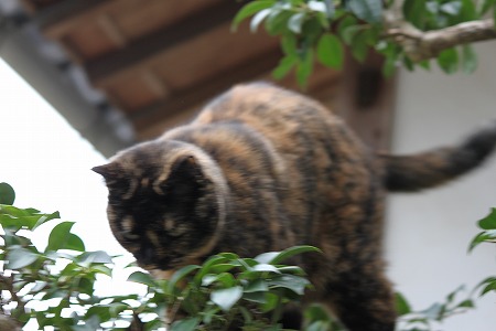 どっちかにゃ~?