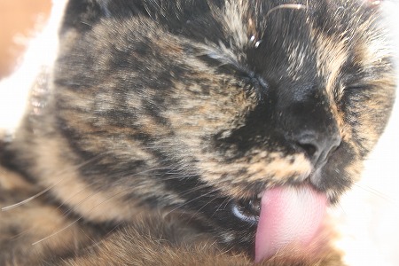 やっぱりにゃ