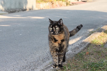 おわったらにゃ~