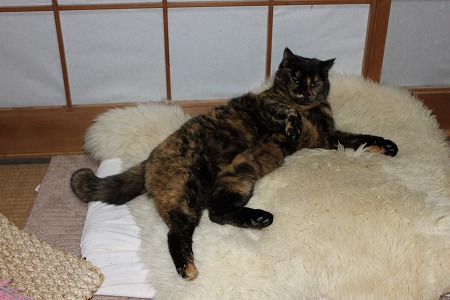 はってくれりゅかにゃ~?