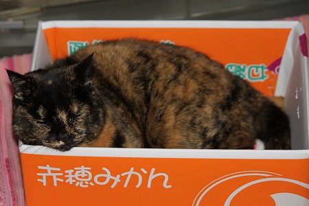 すてにゃんこ じゃにゃいからにゃ~