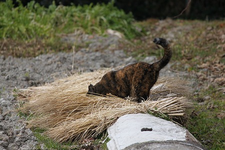 そとぱと