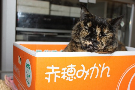 できにゃいふりにゃ