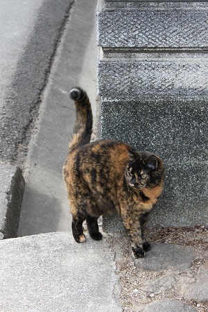 おかあちゃんの おかえりにゃ
