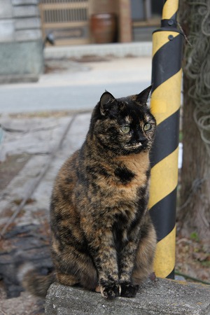 ぱしゃだけにゃ