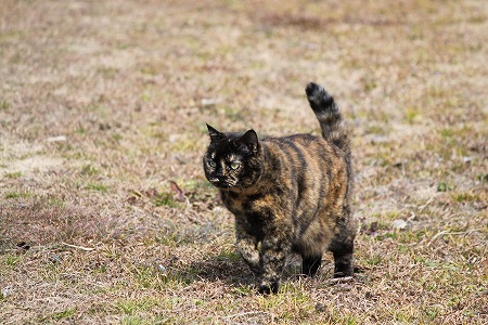 みるのかにゃ~