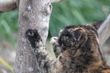 どすこいにゃ