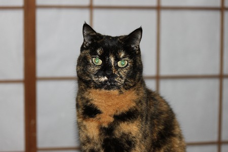 あめさんにゃ・・・