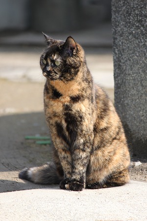 お、おかあちゃん