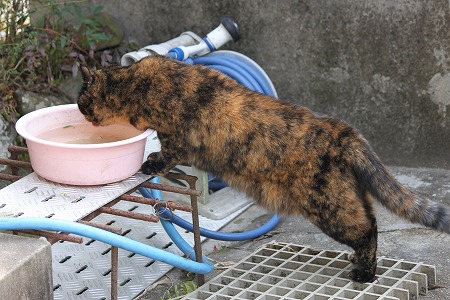 ぱしゃまつりにゃ