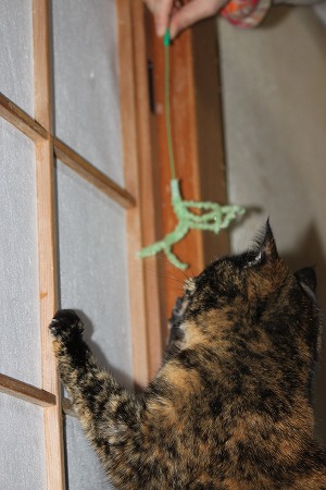あたりゃしーにゃ!