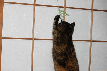 あたりゃしーにゃ!