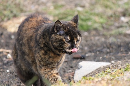 3がつの ぱしゃまつり