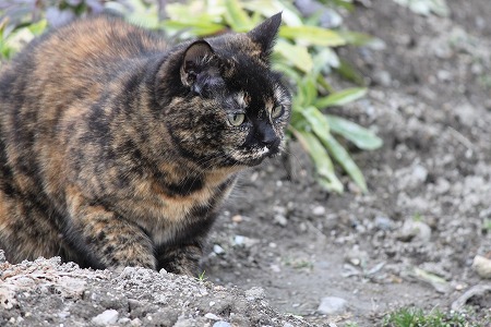 3がつ らしいにゃ