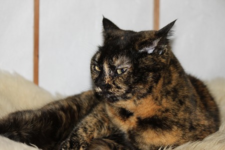 ひにゃまつり