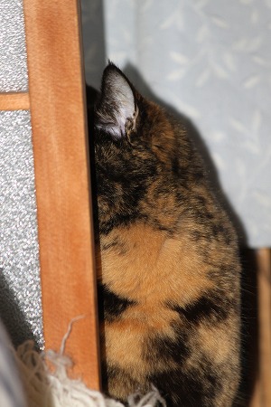 3がつの ぱしゃまつり