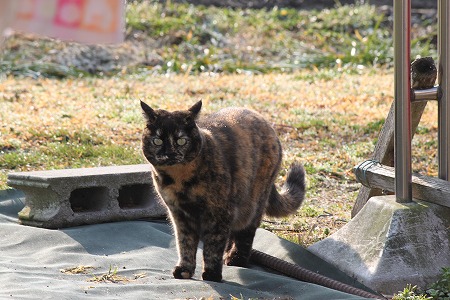 ひさびさにゃ