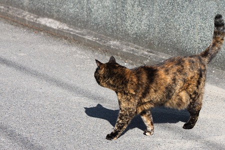 あんぜん かくにんにゃ