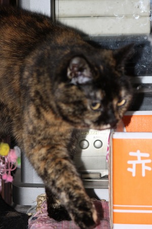 しってるかにゃ?