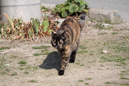 かゆいのは