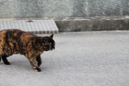 3がつの ぱしゃまつり