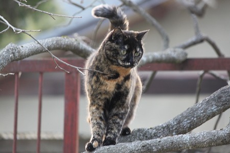 きのぼりのすすめにゃ