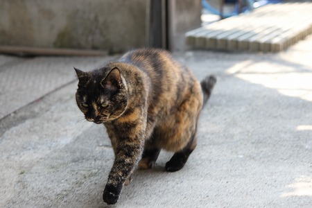 ふゆげ