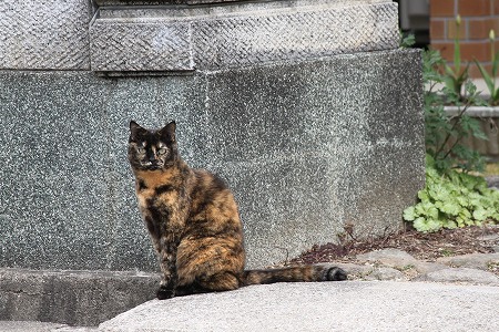 だいじょーぶ にゃのかにゃ~