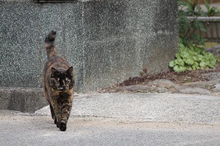 だいじょーぶ にゃのかにゃ~