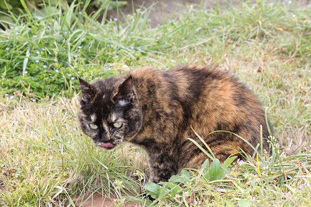 だいじょーぶ にゃのかにゃ~