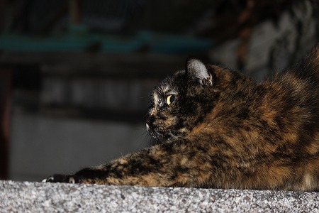 にゃは~