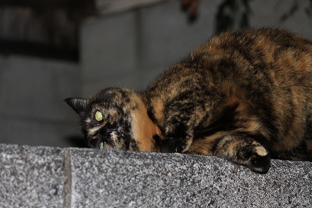 にゃは~