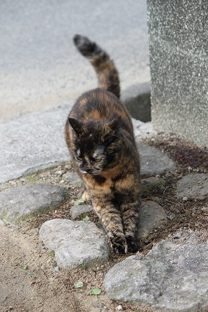 4がつの ぱしゃまつり