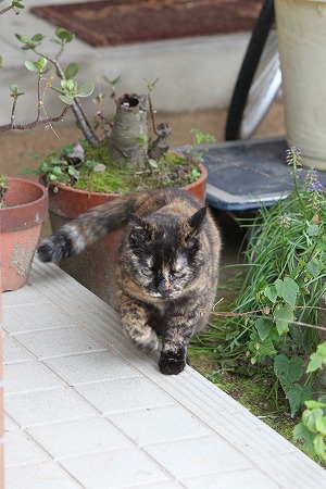 4がつの ぱしゃまつり