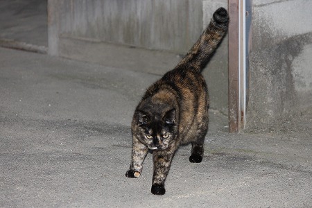 4がつの ぱしゃまつり