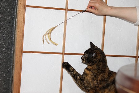 やぶれにゃい