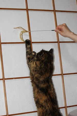 やぶれにゃい