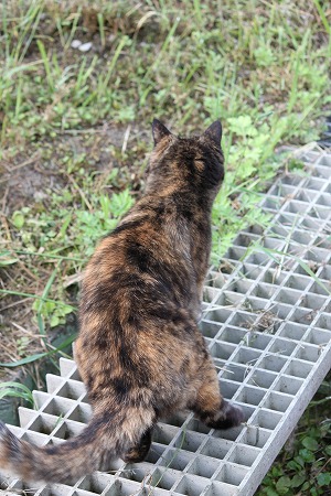 あみあみにゃんて!