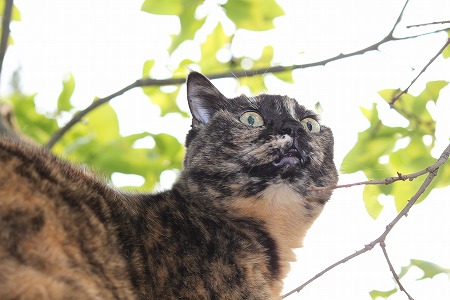 あさねまえにゃ!