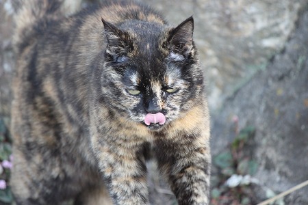 5がつの ぱしゃまつりにゃ