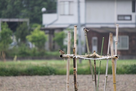 すずめさんにゃ