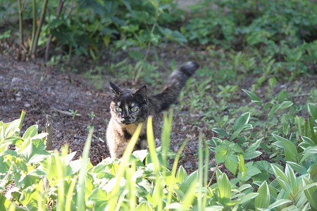 マメマメをさがせにゃ