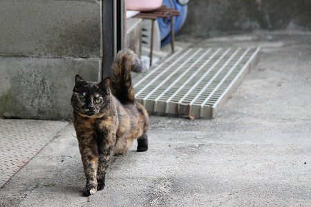 にゃんでも いーにゃ!