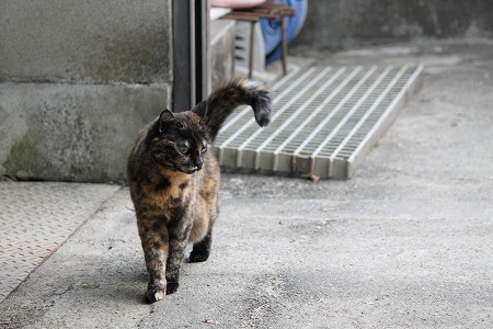 にゃんでも いーにゃ!