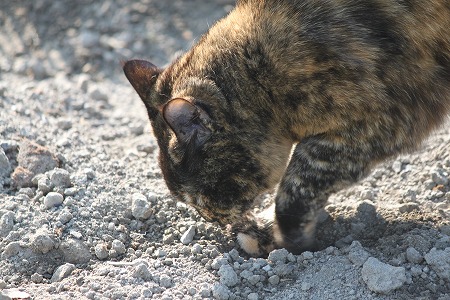 じゅんばんにゃ