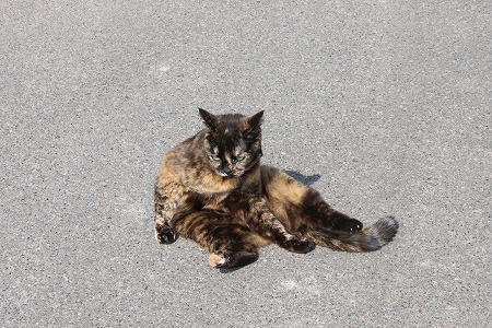 5がつの ぱしゃまつりにゃ
